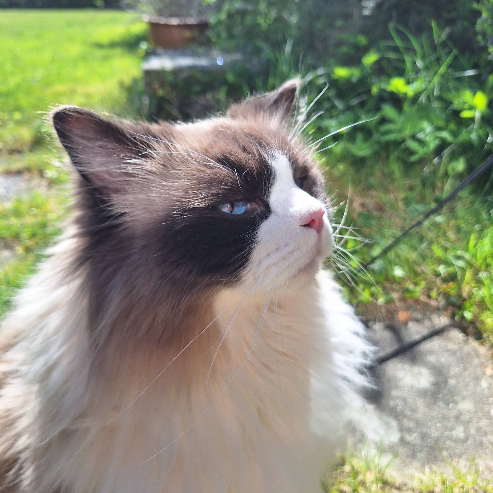 grumpy potraet.jpg
